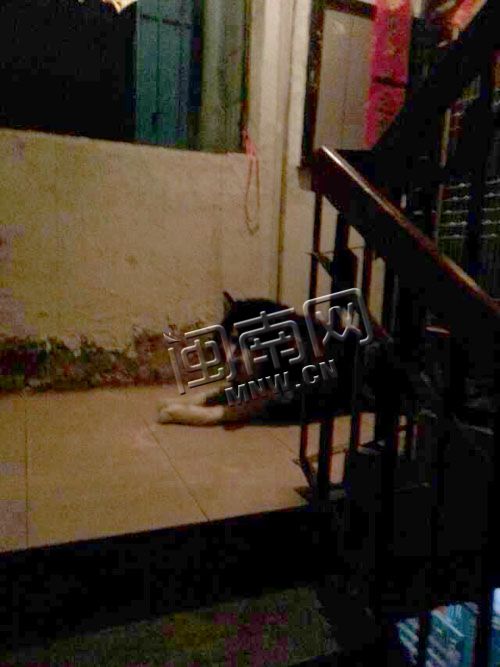 狗就这样蹲守在大门外