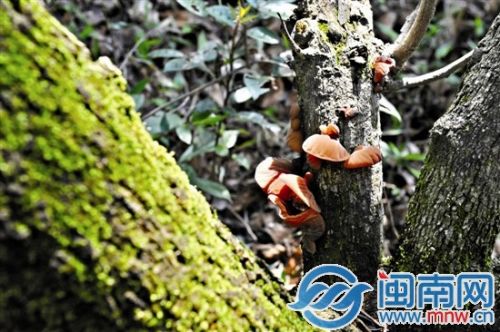 林间暖阳照