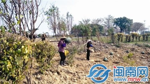 水塘岸边开始种植绿化树