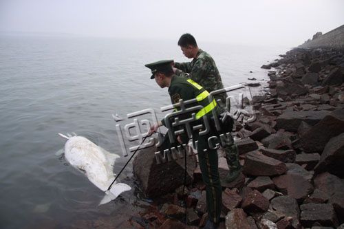 中华白海豚被拖上岸