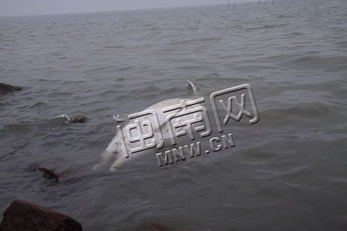 中华白海豚的尸体浮在水面上