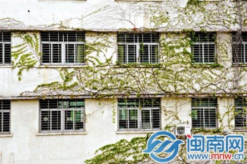 春来了，爬山虎发芽了（昨日下午2时，摄于泉州市区东海）