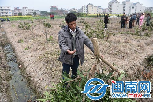 果農(nóng)辛辛苦苦栽種的一千多株果樹(shù)在一夜間都被砍掉