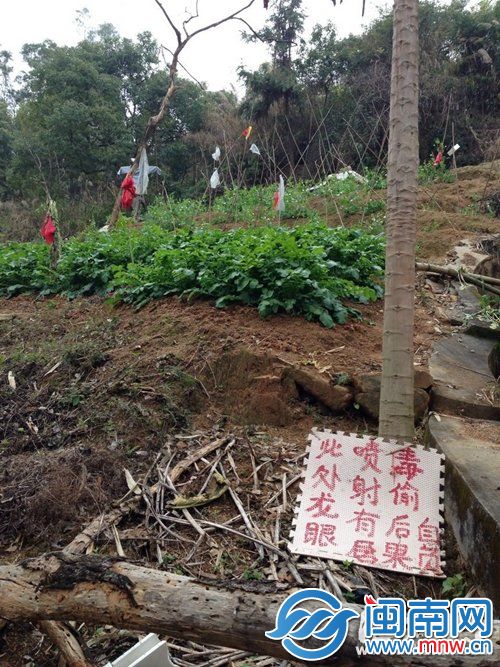 五鳳公園的山坡被開(kāi)墾成一塊塊菜地