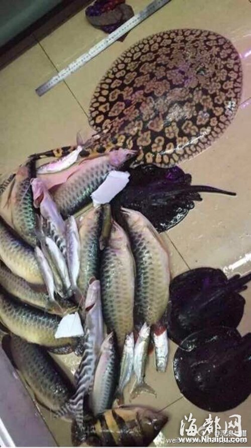 網(wǎng)友稱這些死去的魚，總價(jià)值有十多萬元，最下面那只為泰國虎魚(網(wǎng)友供圖)
