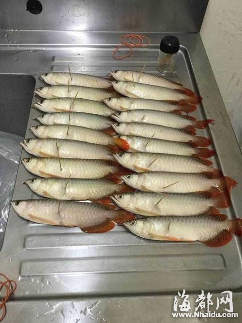 被電死的超血紅龍魚有十九條(網(wǎng)友供圖)