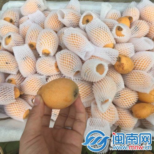 今年莆田枇杷个头比往年小