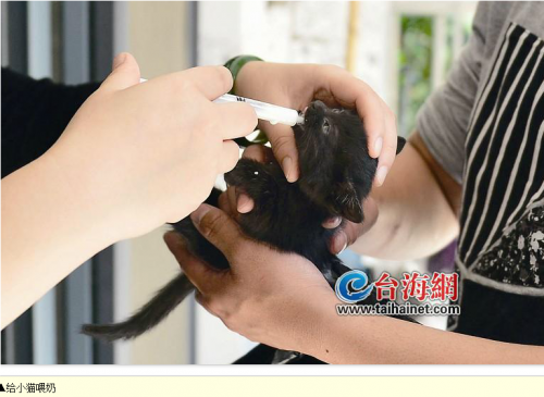天降喵星人 热心市民来救助