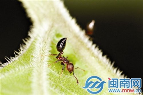 蚂蚁舞动（卢向明摄影）