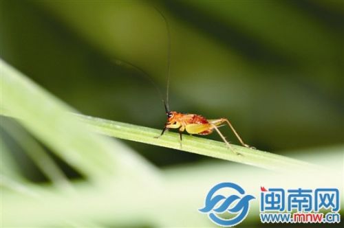 微观春天，每一只昆虫都有萌态（卢向明摄影）