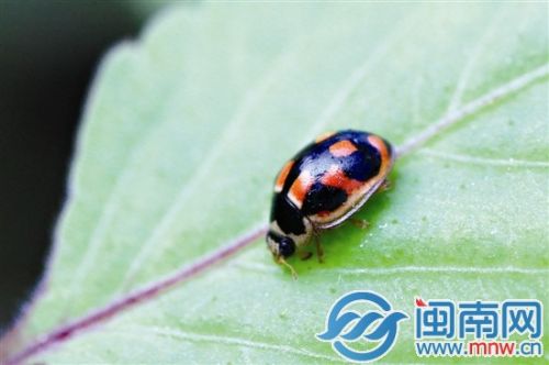 瓢虫醒了（卢向明摄影）