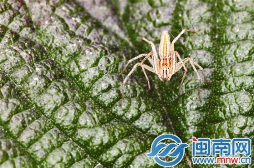 猫蛛觅食（卢向明摄影）