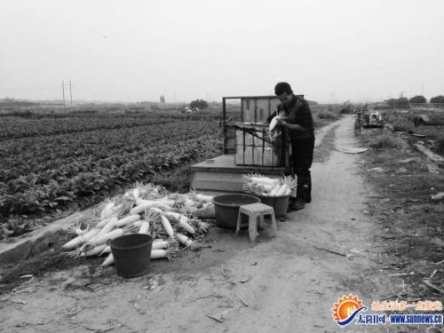 农民忙着收萝卜，以便耕种其他农作物。记者 陈雅玲 摄