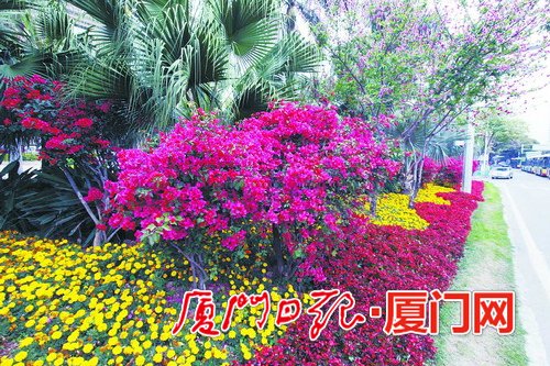 道路边各种鲜花斗艳。