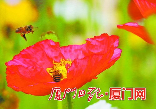 蜜蜂停留在花蕊上采蜜。