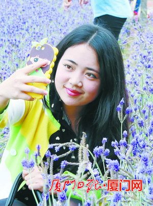 首届两岸“赏香草观樱花”摄影大赛昨在厦门香草园开幕。图为在薰衣草丛中自拍的女孩。
