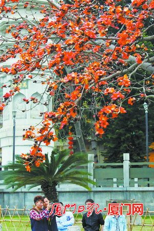 南普陀的木棉花绽放。(本组图/记者 姚凡 摄)