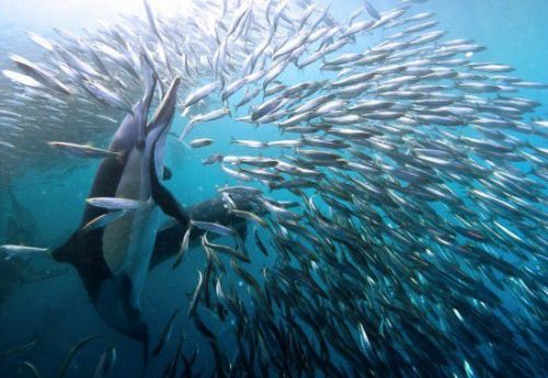 南非东海岸900万沙丁鱼集体防御 难逃其他物种捕杀