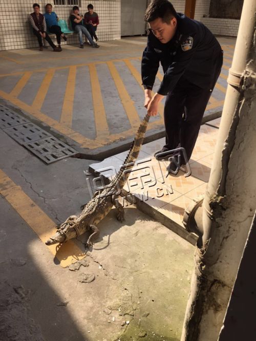 鳄鱼被带回派出所