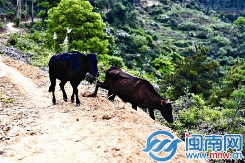 肥牛满山跑，常糟蹋村民的农田