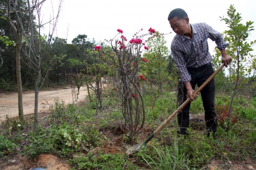 森林养护工:让城市披上动人彩衣