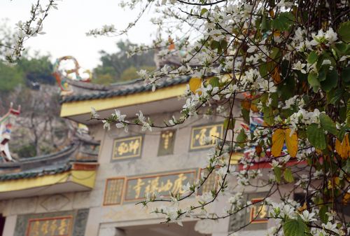 白梧桐树花开满枝头