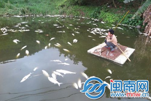 看着一池死鱼，林先生愁云满面