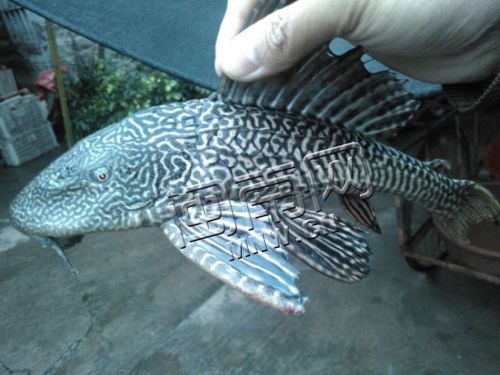 这怪鱼浑身花斑纹,还长着不少棘刺