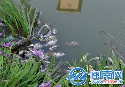 绿草中出现成片死鱼，很不协调