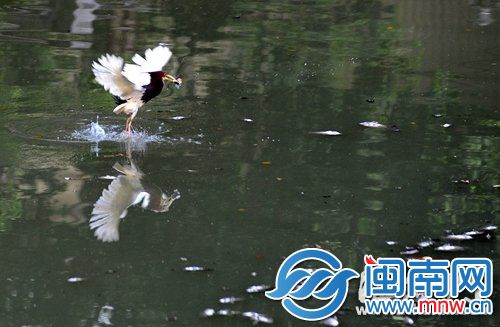 死鱼成了白鹭的盘中餐