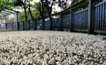 福州动物园内木油花开落满地 出现“花地毯”般的美景