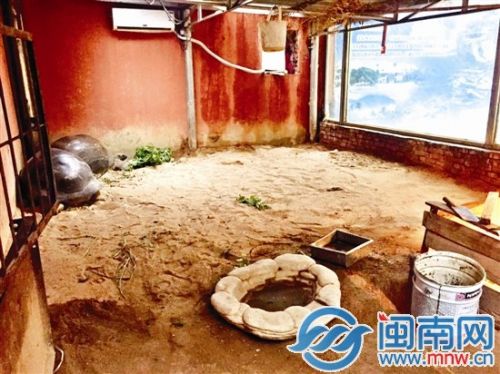 象龟生活的环境