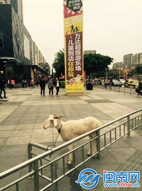 第一次遇见羊，吴姑娘花2500元从壮汉刀下救了它