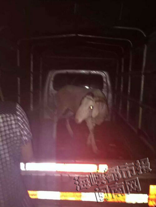 第二天，羊被装车运回泉州，花了800块运费