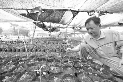卓炳连在巡视苗圃，这里的果苗都将免费提供给村民栽种。本报记者李想摄