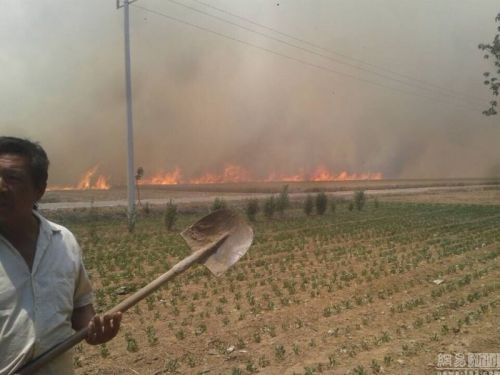 河南安阳滑县近万亩小麦被烧 一村民自救受伤