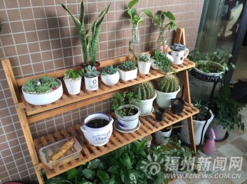 巧手姑娘变废为宝DIY绿色盆栽 受到网络帖子启发