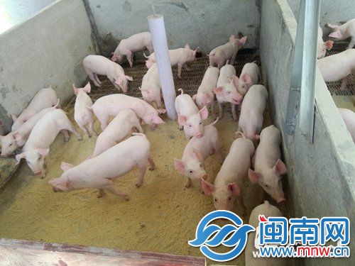 猪舍内安装了漏缝地面，可以轻易实现干湿分离