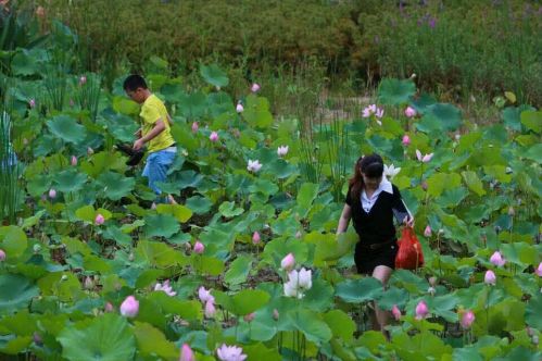荷花开正美何忍“辣手摧花”