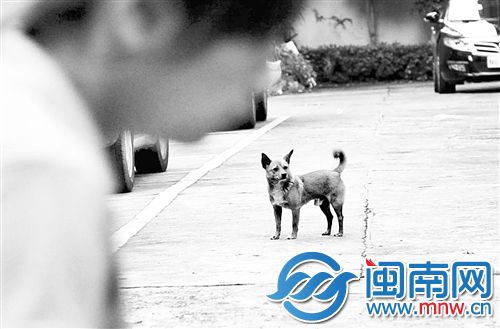 福州鼓东路鼓东小区内，一条狗在小区内乱窜，既没拴狗链，也没戴口套，周边也不见主人
