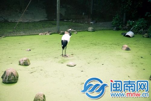 丹顶鹤站在涉禽湖中石头上，周围的湖水因蓝藻暴发而变成了绿色（读者黄先生供图）