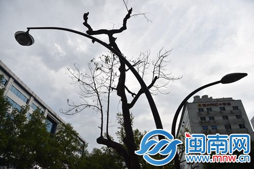 福州鼓屏路上，这棵白兰树叶子都落光了