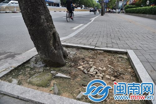 地面垫高后，树颈被埋