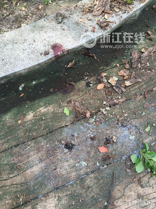 七旬老太在千年樟树下拍照  却被枯枝打中当场身亡