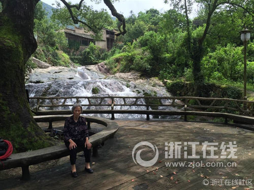 七旬老太在千年樟树下拍照  却被枯枝打中当场身亡