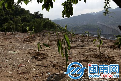 福州五凤山上渣土山垃圾已清理 种上绿化植物
