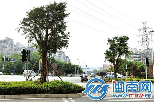 金山大道与建新路交叉口的安全岛上,已种上5棵高约5米的大榕树,下半部树干修剪得修长,并不会遮挡行车视线