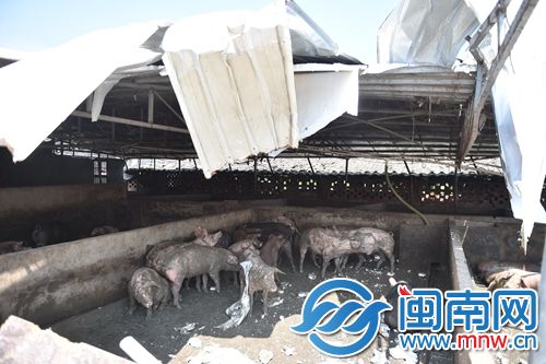 有的养猪棚内还有不少生猪