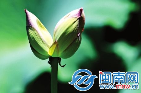 福州西湖并蒂莲含苞待放