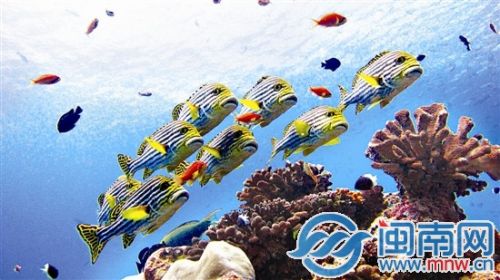 甜唇鱼在珊瑚礁盘游弋